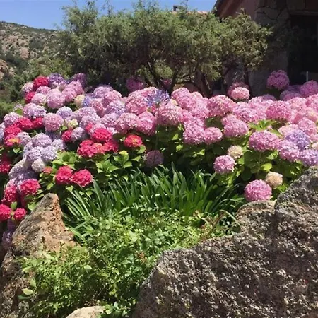 Casa Ortensia Διαμέρισμα Baja Sardinia